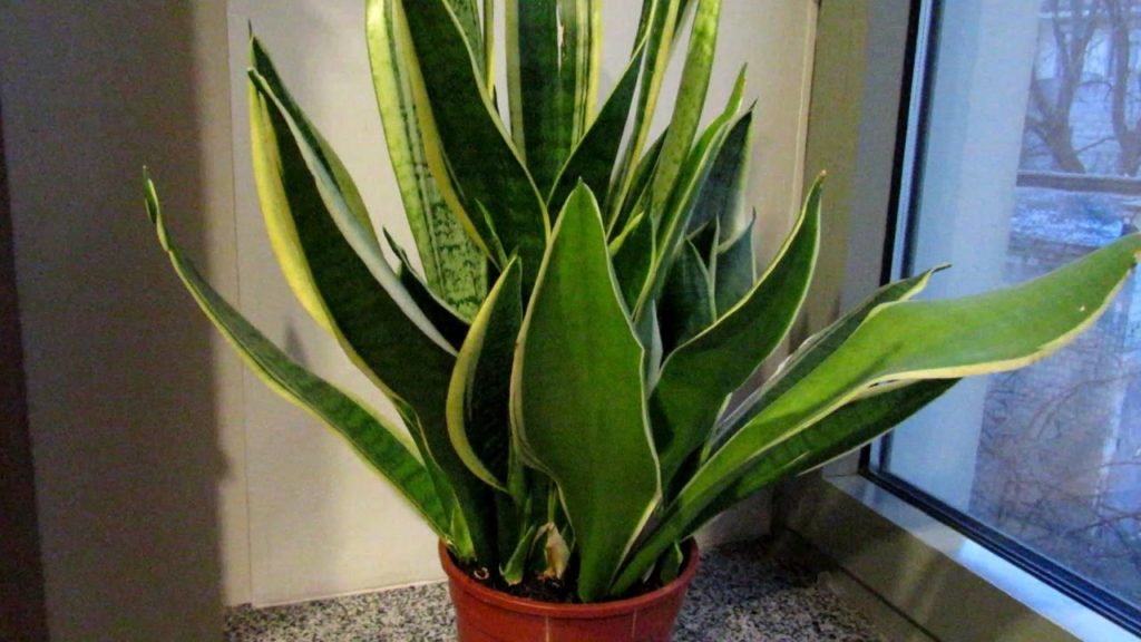 11 кімнатних рослин за якими найпростіше доглядати 11 кімнатних рослин за якими найпростіше доглядати