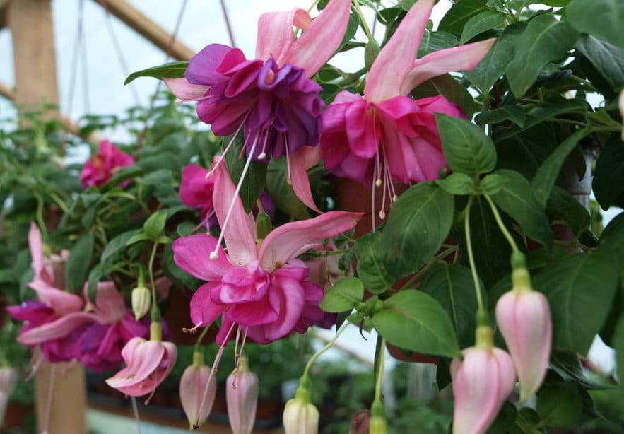 Які кімнатні рослини цвітуть 8 приголомшливих видів Які кімнатні рослини цвітуть 8 приголомшливих видів