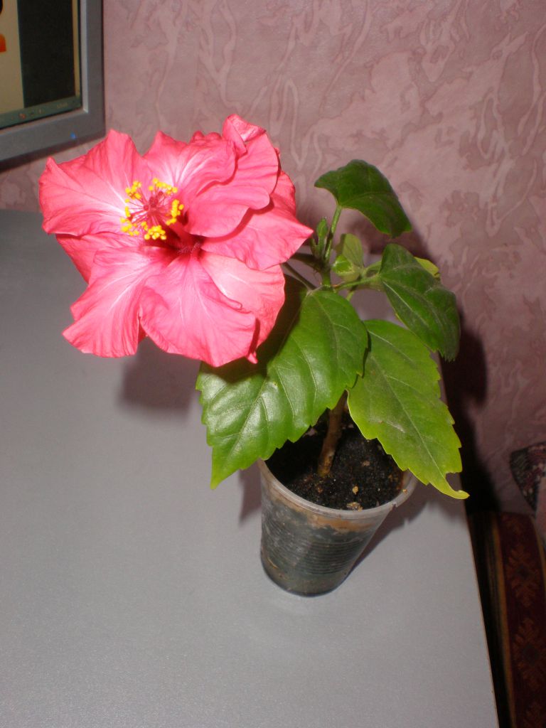 Які кімнатні рослини цвітуть 8 приголомшливих видів Які кімнатні рослини цвітуть 8 приголомшливих видів