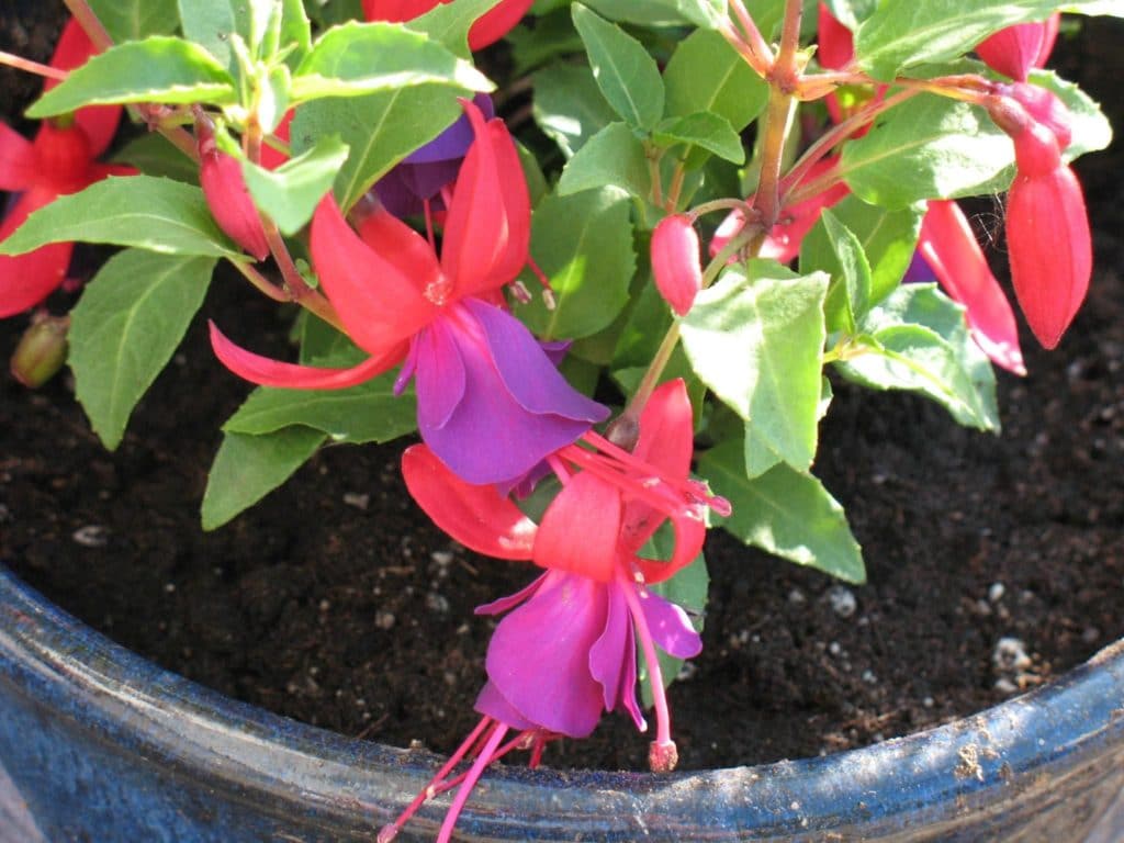 Які кімнатні рослини цвітуть 8 приголомшливих видів Які кімнатні рослини цвітуть 8 приголомшливих видів