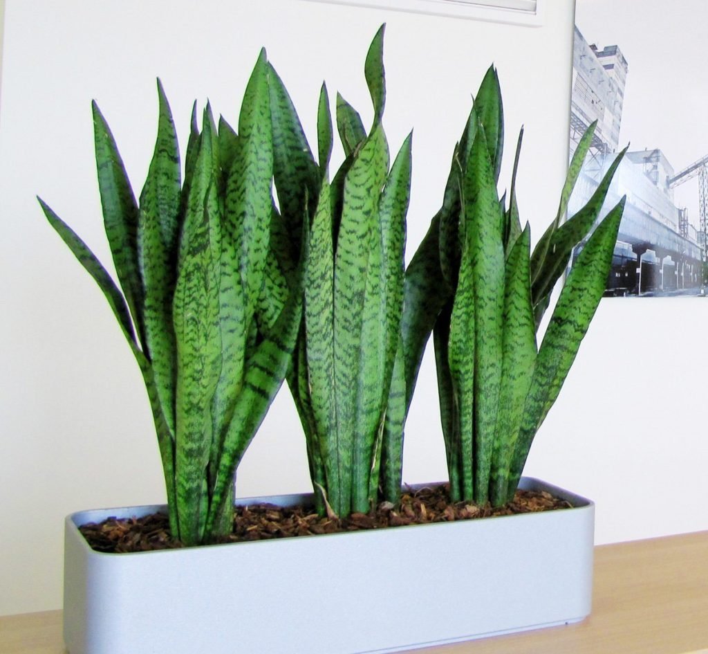 11 кімнатних рослин за якими найпростіше доглядати 11 кімнатних рослин за якими найпростіше доглядати