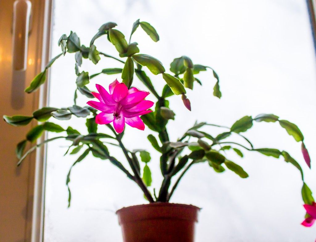 Які кімнатні рослини цвітуть 8 приголомшливих видів Які кімнатні рослини цвітуть 8 приголомшливих видів