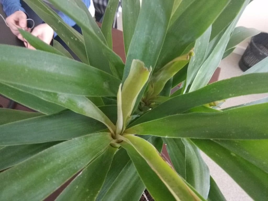 Сохнуть кімнатні рослини. Чому це відбувається і що потрібно робити