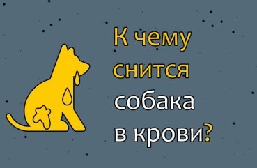 Що значить сон про собаку в крові — 28 точних тлумачень