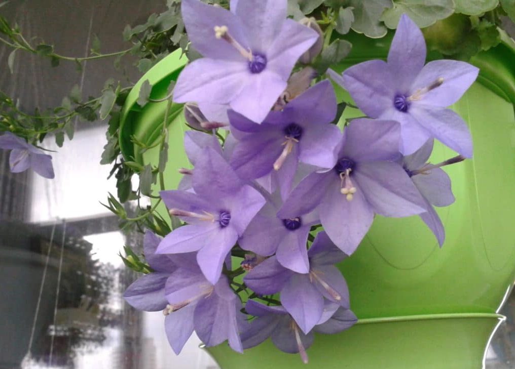 Які кімнатні рослини цвітуть 8 приголомшливих видів Які кімнатні рослини цвітуть 8 приголомшливих видів