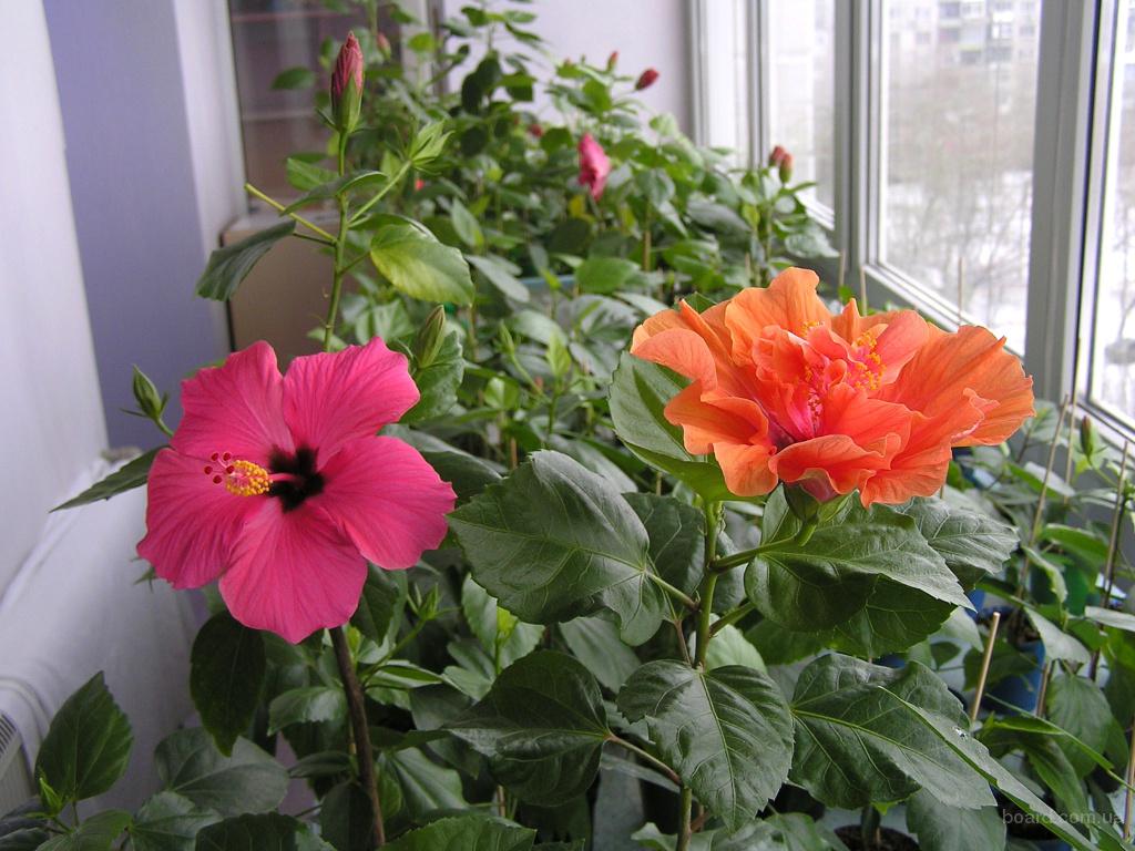 Які кімнатні рослини цвітуть 8 приголомшливих видів Які кімнатні рослини цвітуть 8 приголомшливих видів