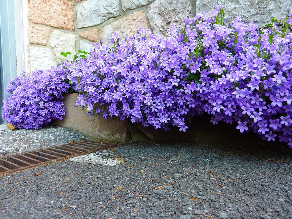Які кімнатні рослини цвітуть 8 приголомшливих видів Які кімнатні рослини цвітуть 8 приголомшливих видів