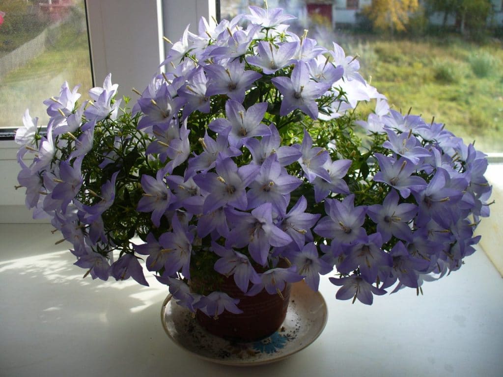 Які кімнатні рослини цвітуть 8 приголомшливих видів Які кімнатні рослини цвітуть 8 приголомшливих видів