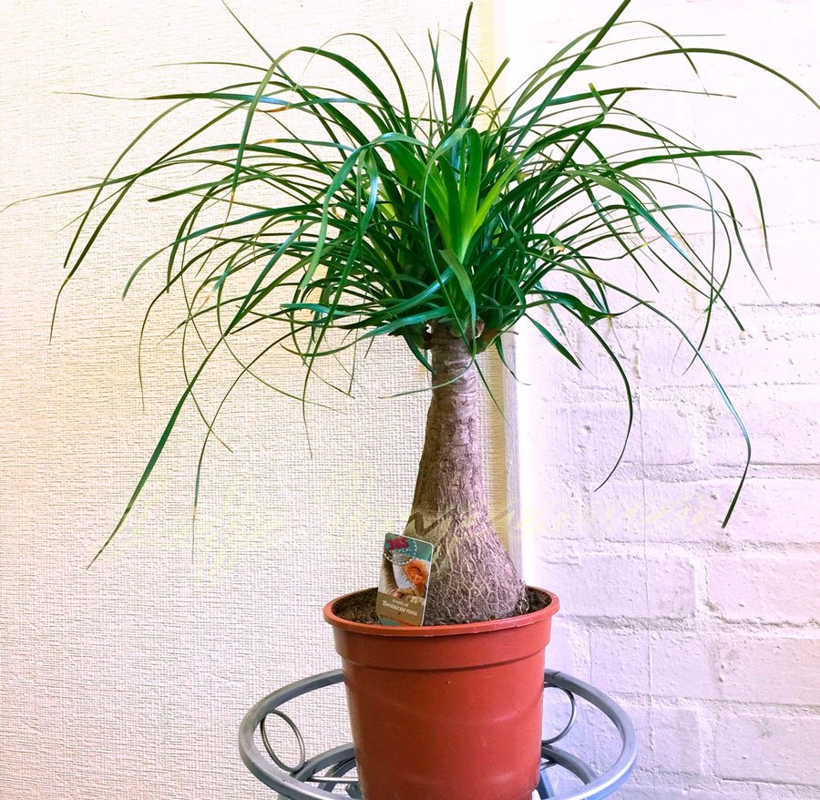 11 кімнатних рослин за якими найпростіше доглядати 11 кімнатних рослин за якими найпростіше доглядати