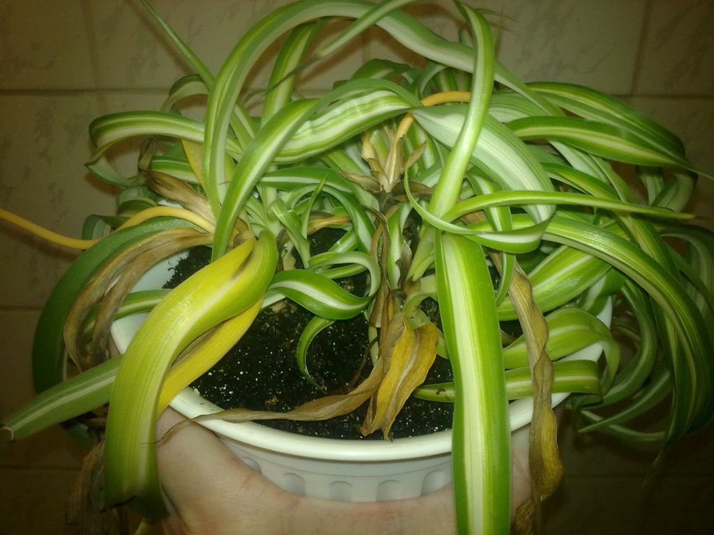 Сохнуть кімнатні рослини. Чому це відбувається і що потрібно робити