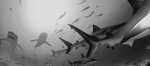 Як трактувати сон про велику рибу — 29 тлумачень