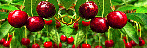 Що означає сон про черешню — значення по 31 соннику