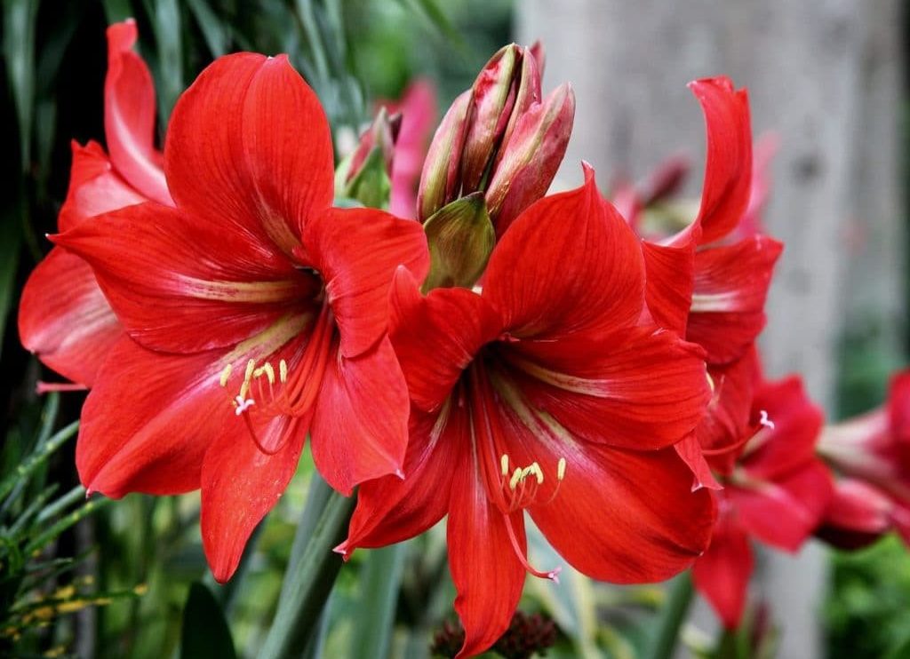 Які кімнатні рослини цвітуть 8 приголомшливих видів Які кімнатні рослини цвітуть 8 приголомшливих видів