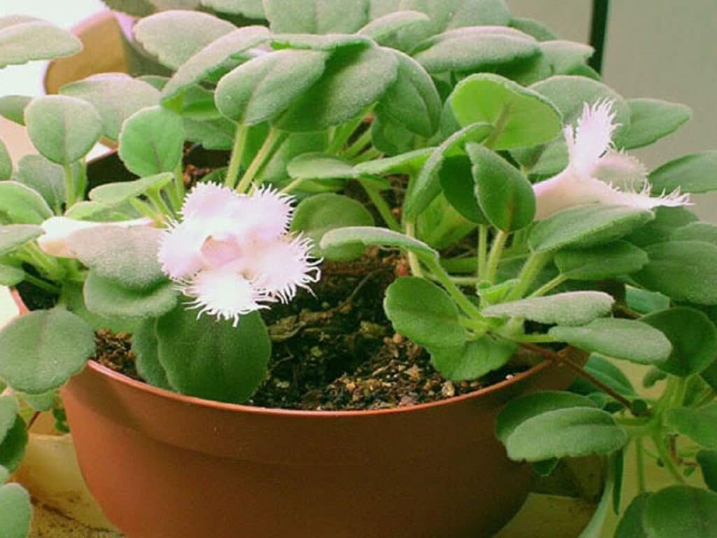 Які кімнатні рослини цвітуть 8 приголомшливих видів Які кімнатні рослини цвітуть 8 приголомшливих видів