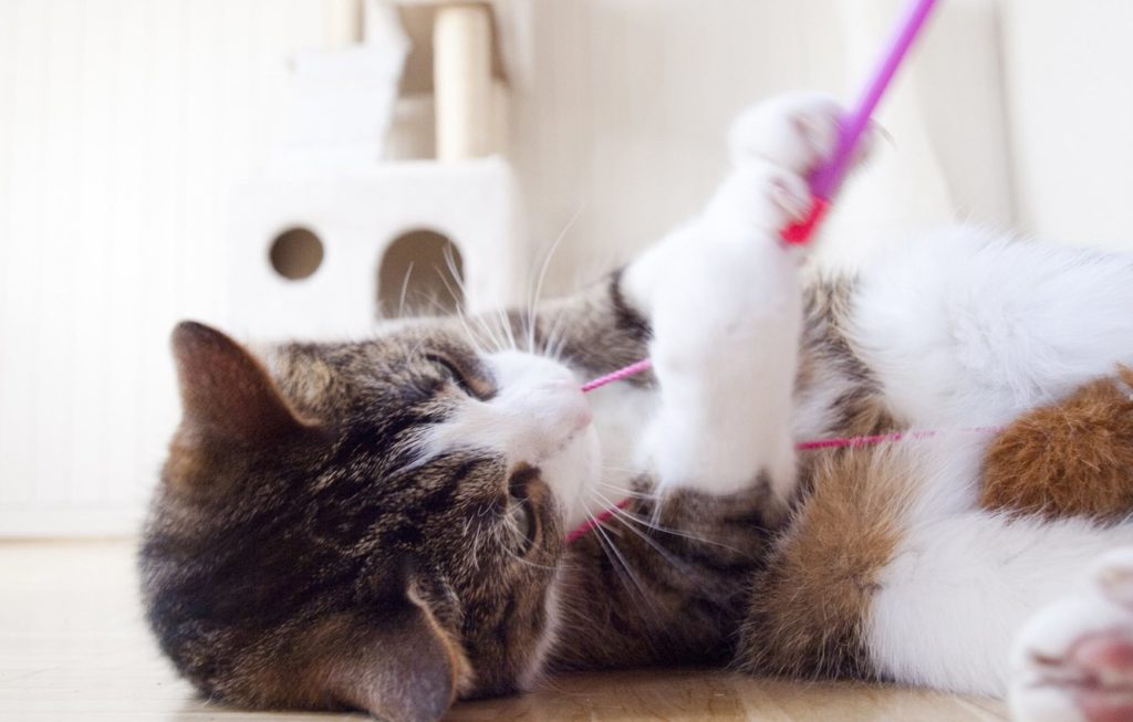 Чим зайнятися дівчині коли нудно вдома? Чим зайнятися дівчині коли нудно вдома?