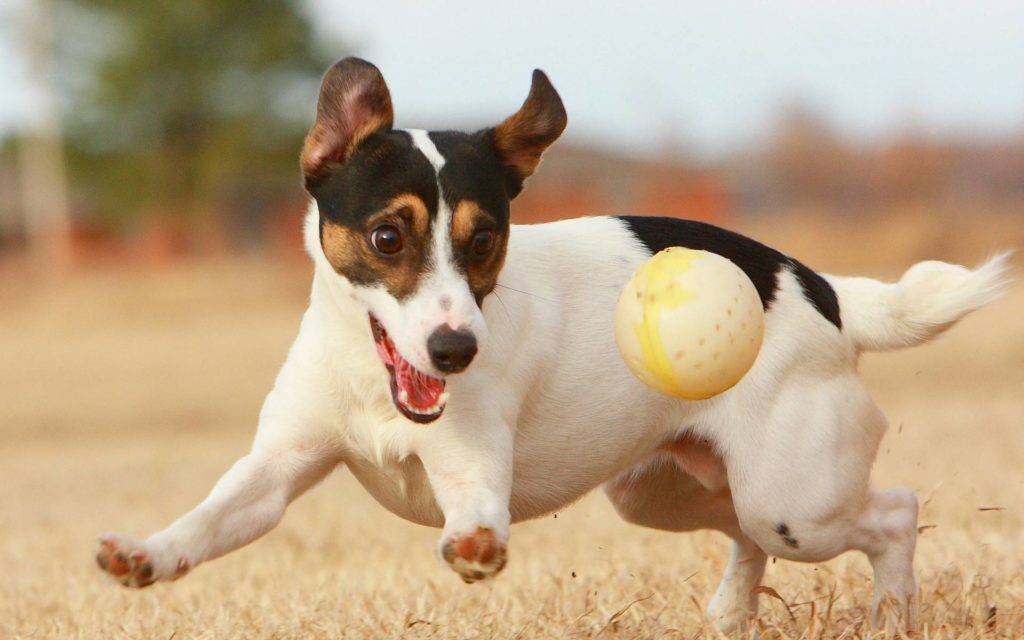 Чим зайнятися дівчині коли нудно вдома? Чим зайнятися дівчині коли нудно вдома?