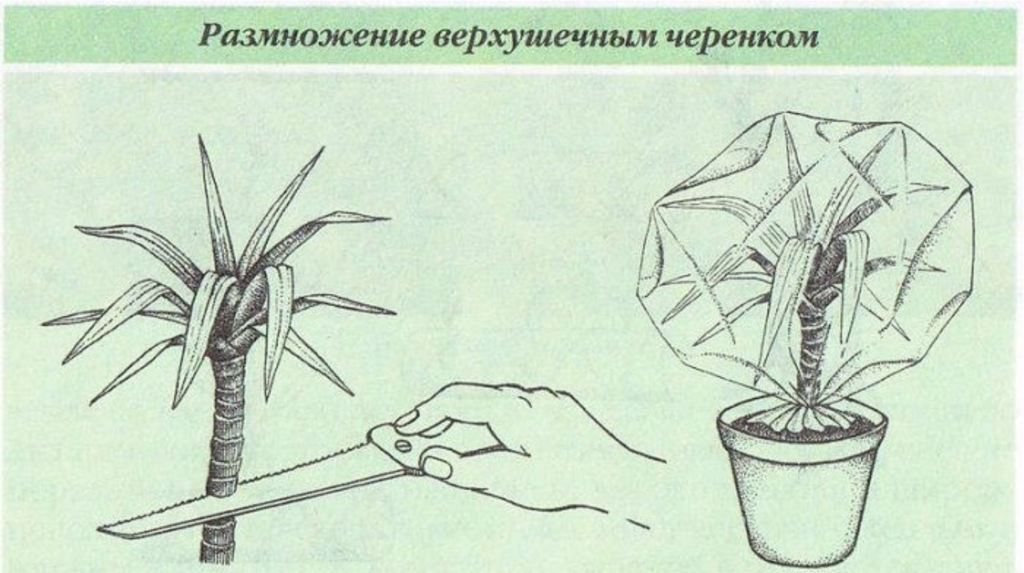 Драцена і догляд за нею Драцена і догляд за нею