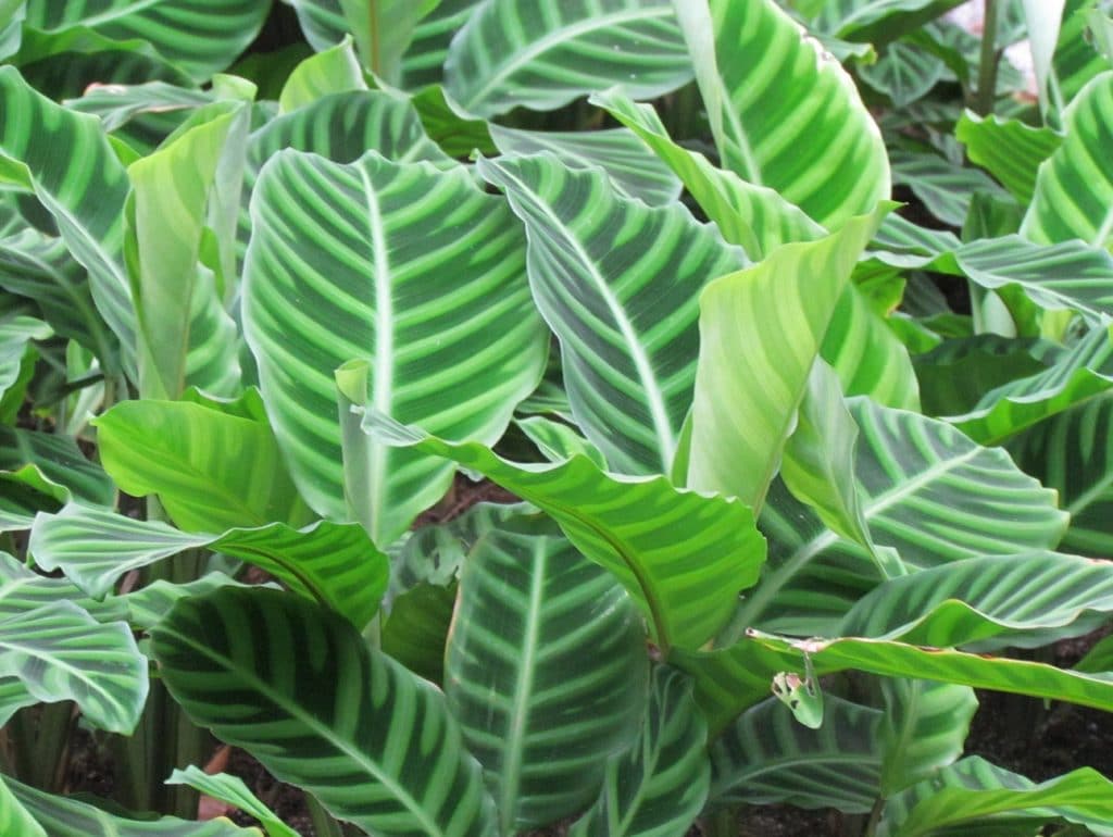 Як доглядати за калатеей в домашніх умовах Як доглядати за калатеей в домашніх умовах