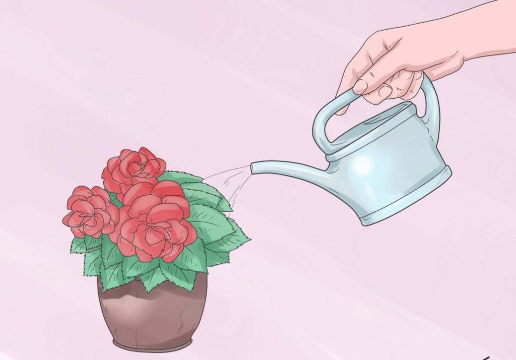 Бегонія. Догляд та розмноження