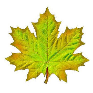 Осіннє листя з паперу: шаблони та трафарети для вирізання