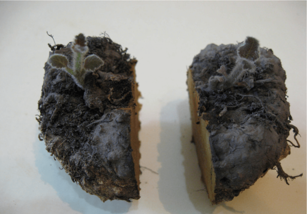 Бегонія. Догляд та розмноження