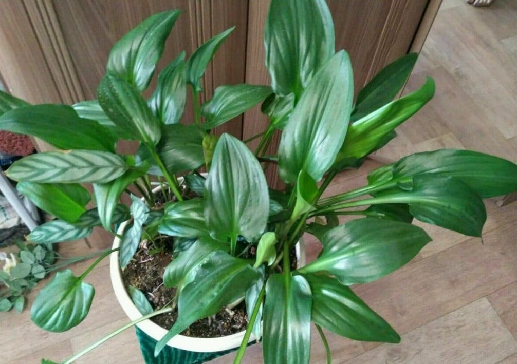 Як доглядати за калатеей в домашніх умовах Як доглядати за калатеей в домашніх умовах
