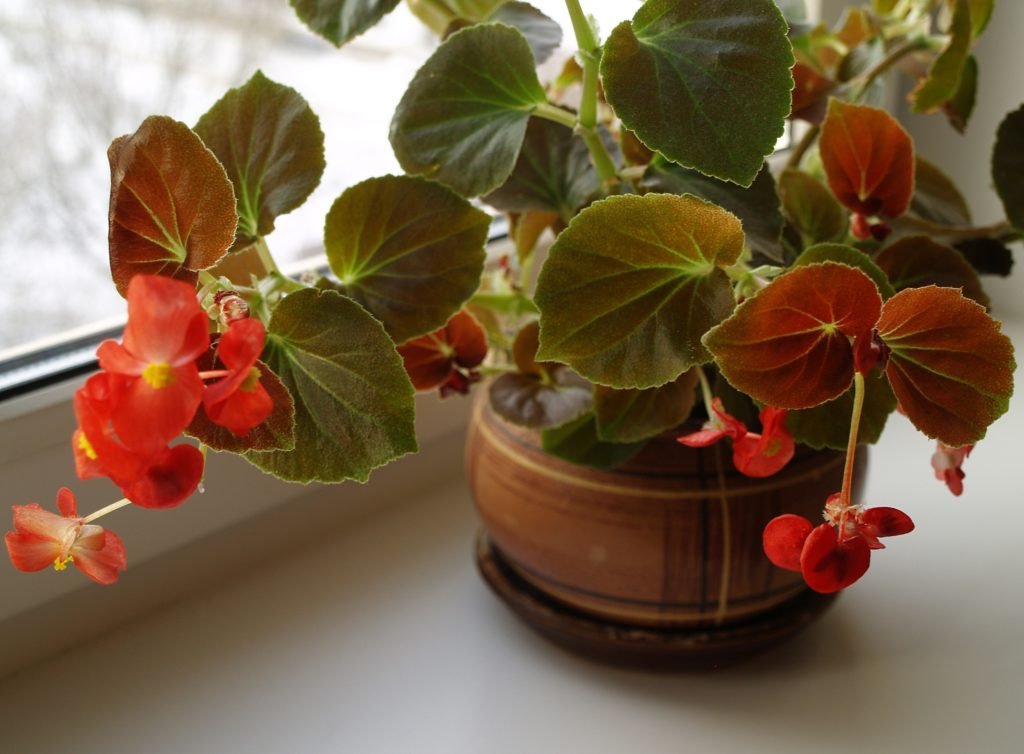 Бегонія. Догляд та розмноження