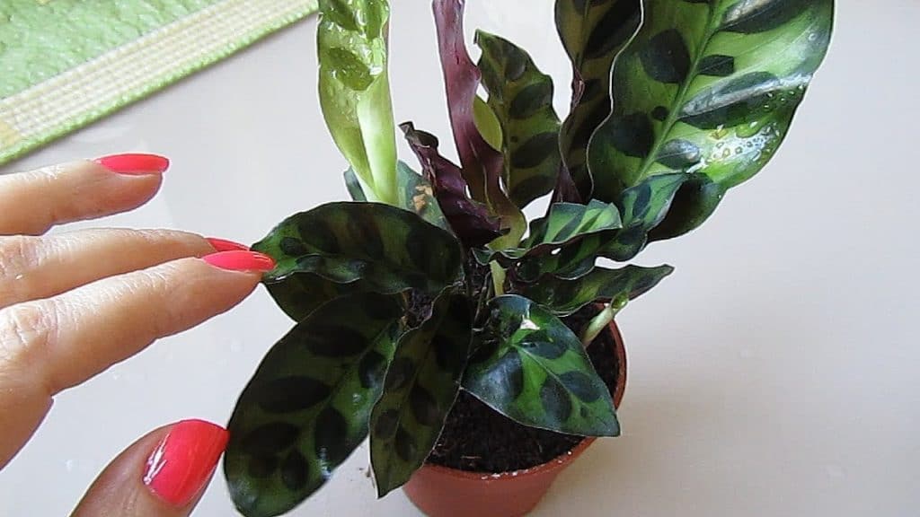 Як доглядати за калатеей в домашніх умовах Як доглядати за калатеей в домашніх умовах