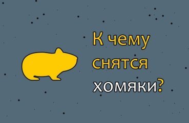 Що означає сон, в якому наснилися хомяки — 41 значення Що означає сон, в якому наснилися хомяки — 41 значення