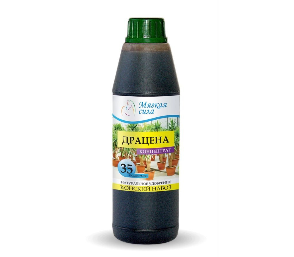 Драцена і догляд за нею Драцена і догляд за нею