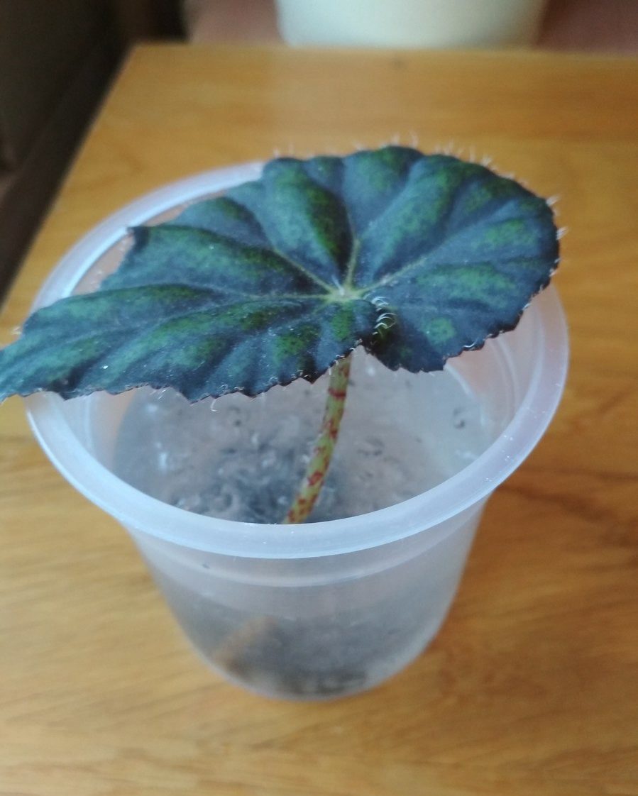 Бегонія. Догляд та розмноження