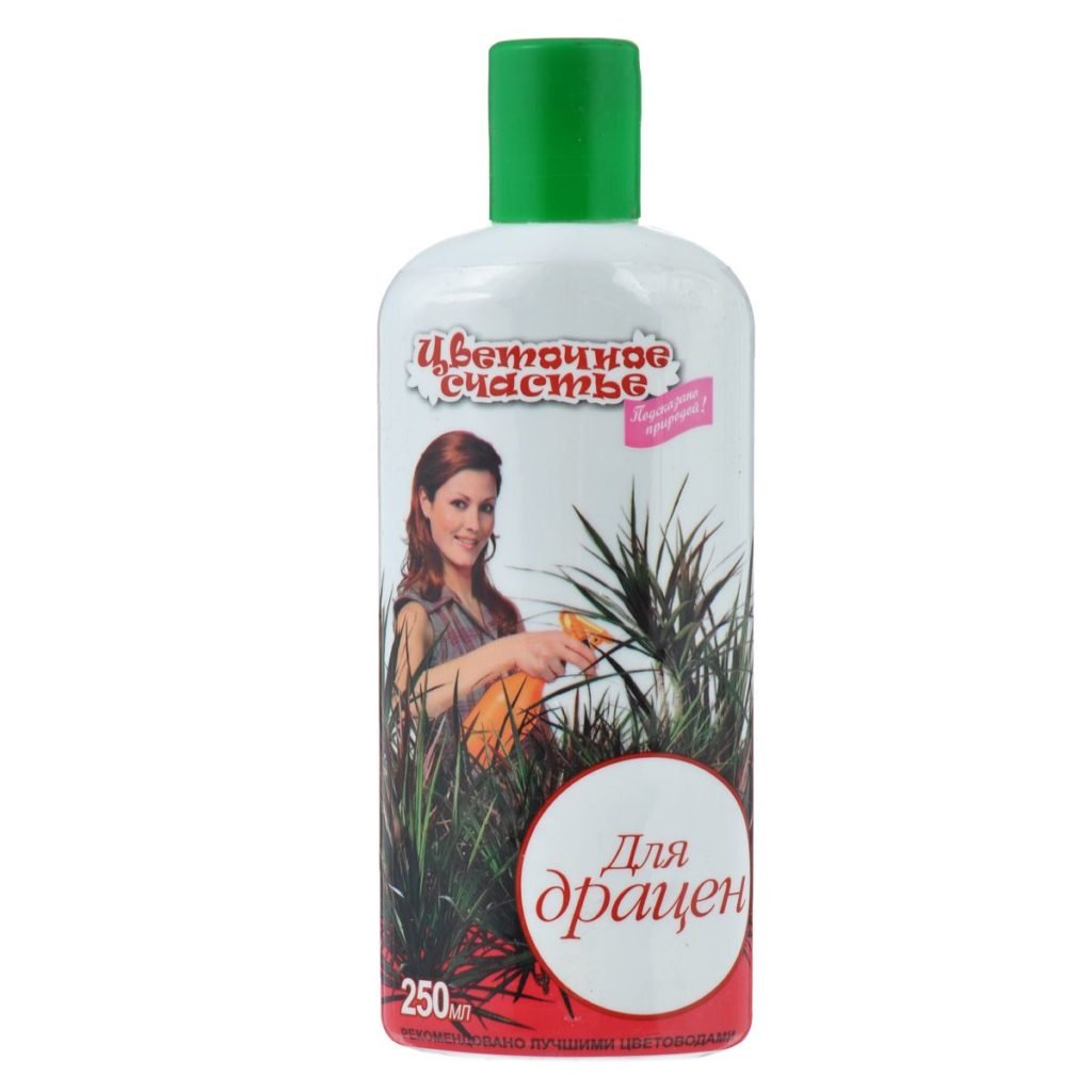 Драцена і догляд за нею Драцена і догляд за нею