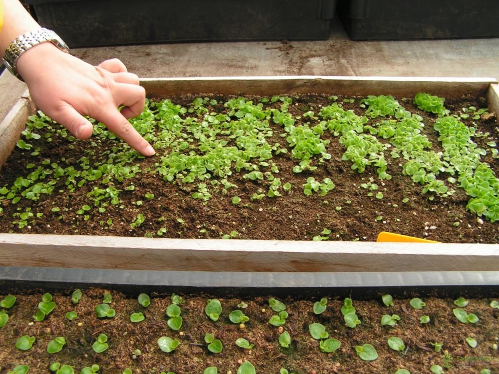 Бегонія. Догляд та розмноження