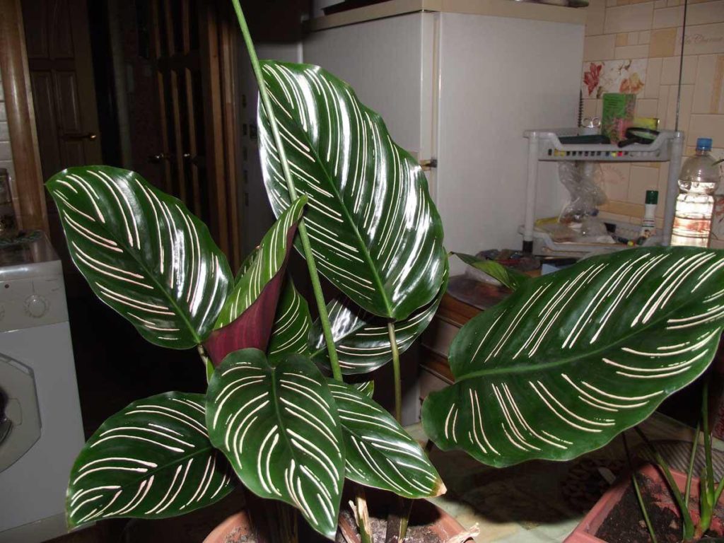 Як доглядати за калатеей в домашніх умовах Як доглядати за калатеей в домашніх умовах