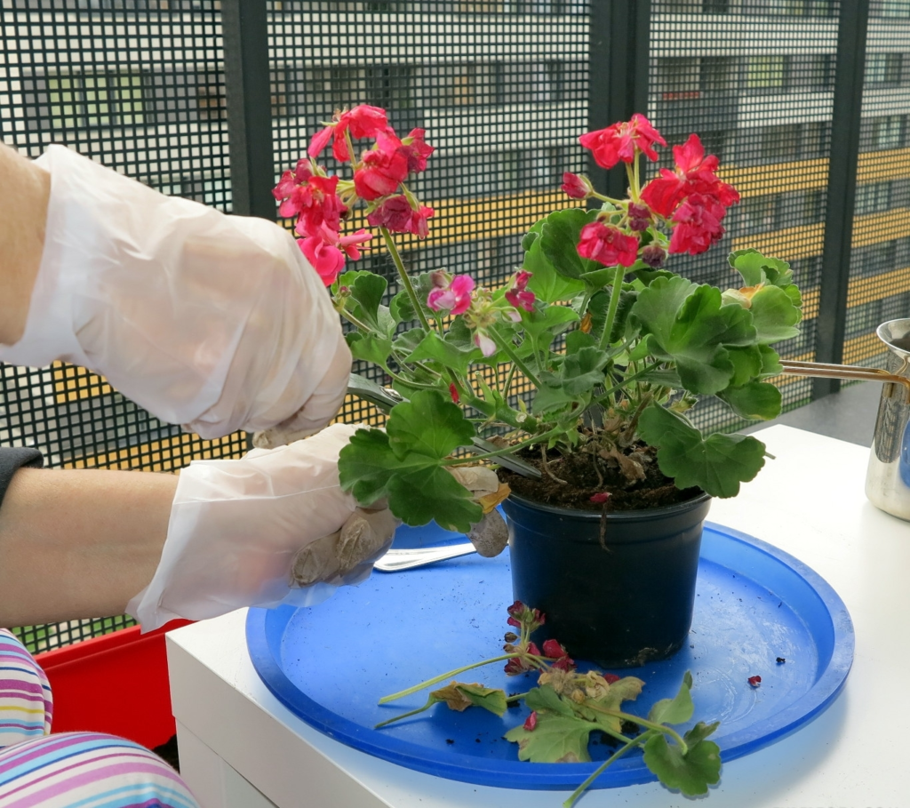 Бегонія. Догляд та розмноження