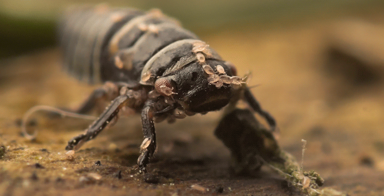 Як розшифрувати сон про личинки — 42 значення