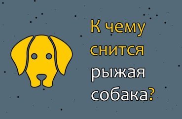 Як трактувати сон про рудою собаці — 36 точних значення