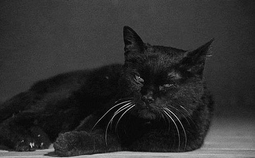 Що означає, коли сниться кішка чорного кольору — тлумачення по сонникам 42