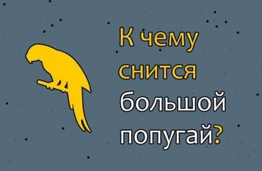 Як трактувати сон про великому папугу — 40 значень
