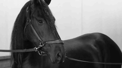 Що означає побачити в сні чорного коня — ТОП 42 значення по сонникам