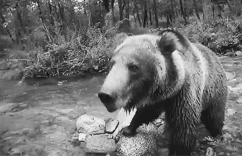 До чого сниться, що за тобою уві сні женеться ведмідь — тлумачень по соннику 41