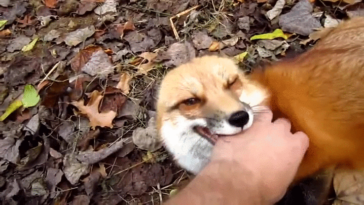 До чого сниться, що вкусила лисиця — 36 точних значень сну