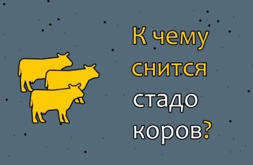 Як трактувати сон про стаді корів — 33 точних значення