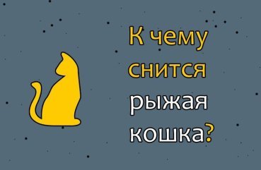 Що означає сон про руду кішку — значення по 41 різному соннику