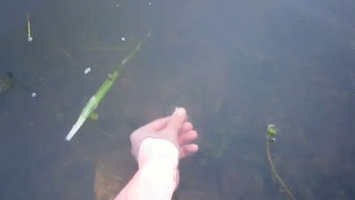 Що означає ловити рибу в чистій або каламутній воді руками — розшифровка сну по соннику 41