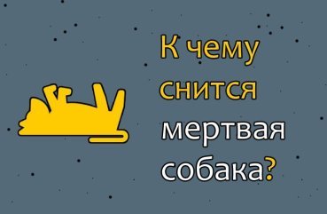 Як трактувати сон про мертву собаку — 42 значення