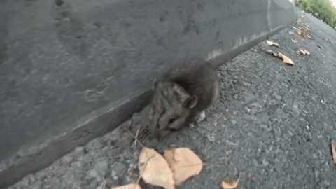 Що означає сон про укус миші — 39 тлумачень