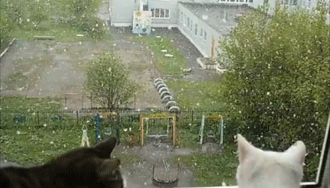 До чого сниться сніг влітку — 25 докладних значень До чого сниться сніг влітку — 25 докладних значень