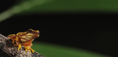 Що означає, коли сниться жаба — 33 точних значення популярним сонникам