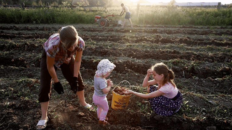 Що значить копати картоплю у сні — 33 тлумачення